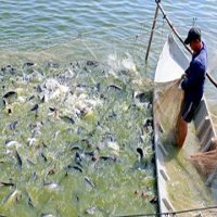 Cần nhiều giải pháp ‘gỡ khó’ cho xuất khẩu thủy sản