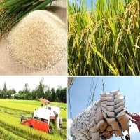 Chất lượng gạo của Việt Nam được cải thiện cũng như giá xuất khẩu của nó