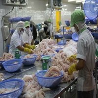 Doors still open for Vietnamese tra fish in US: VASEP
