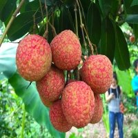 Expanding production area of certified fruits