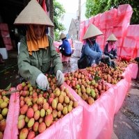 Lai Châu: Nông sản xuất khẩu sang Trung Quốc xuống giá