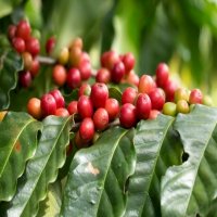 Long-term price crisis brewing for Vietnam coffee industry