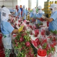 Mã số vùng trồng - “chìa khóa” đưa nông sản Việt vươn xa