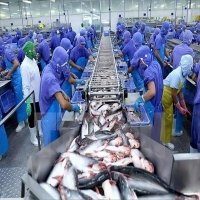 Pangasius exports go for a good price