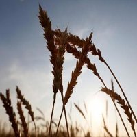 Russia becomes Vietnam’s top wheat supplier