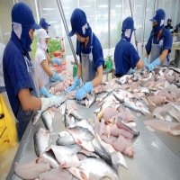 US greenlights raw catfish imports from Vietnam