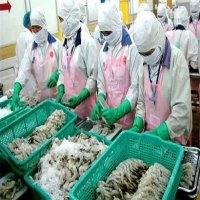 VASEP rejects DoC’s preliminary results on Vietnamese shrimp