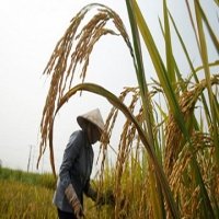 Вьетнам планирует экспортировать 6,5 млн тонн риса в текущем году