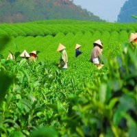 Việt Nam là thị trường cung cấp chè lớn thứ 7 cho Hoa Kỳ