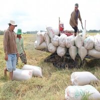 Việt Nam sẽ tiếp tục hạ giá khi đấu thầu bán gạo cho Philippines?