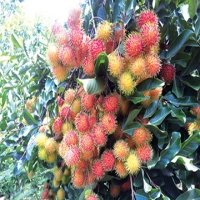 Vietnam first in line to export rambutans to New Zealand
