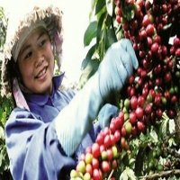 Vietnam’s Coffee Exports Rake in US$1 Billion in Q1