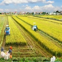 Vietnam’s rice quality improves, as does its export price