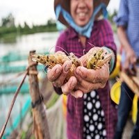 Vietnam’s shrimp export goal faces imminent failure as farmers close ponds