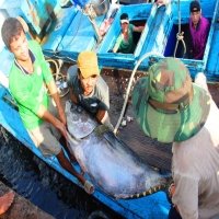 Vietnam says no to IUU fishing to lift EU sanction