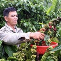 Xuất khẩu cà phê “bắt tay” vượt khó