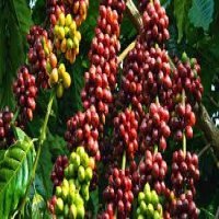 Xuất khẩu cà phê giảm trong 9 tháng
