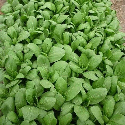 Cải Thìa Hữu Cơ