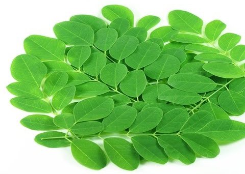Chùm Ngây Hữu Cơ