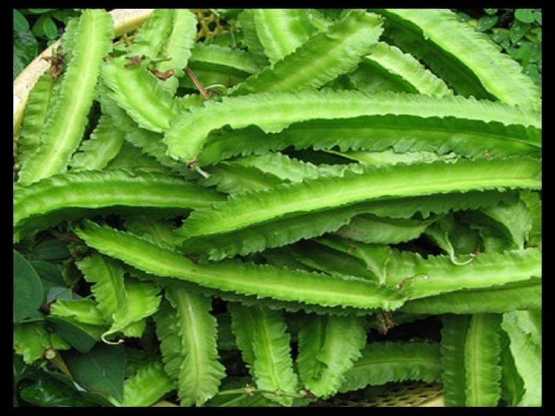 Đậu Rồng Hữu Cơ
