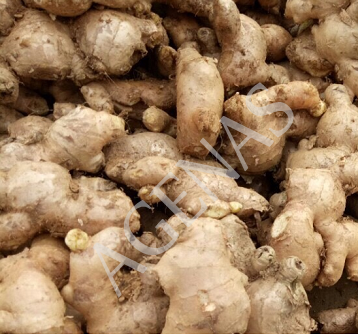 Fresh Ginger