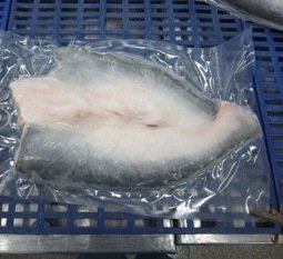 FROZEN PANGASIUS BUTTERFLY