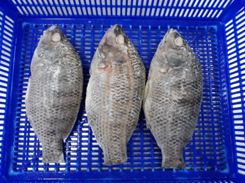 FROZEN TILAPIA GGS