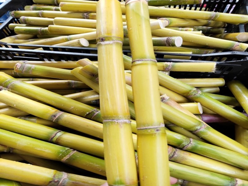 Green Sugarcane