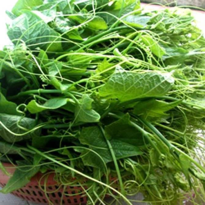 Ngọn Bí Hữu Cơ
