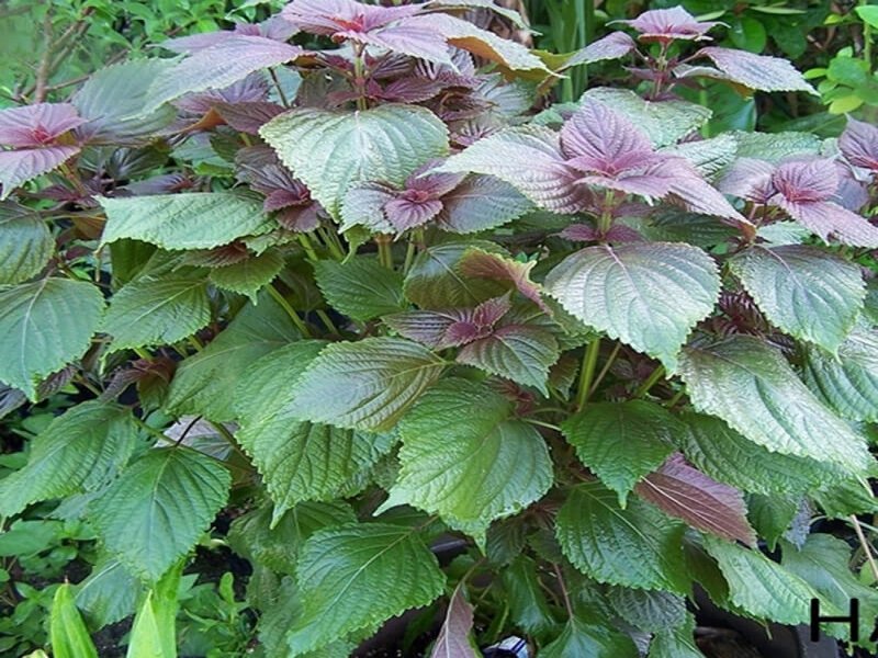 Organic Vietnam Shiso