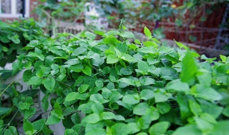 Rau Ngót Nhật Hữu Cơ