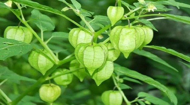 Tầm Bóp Hữu Cơ